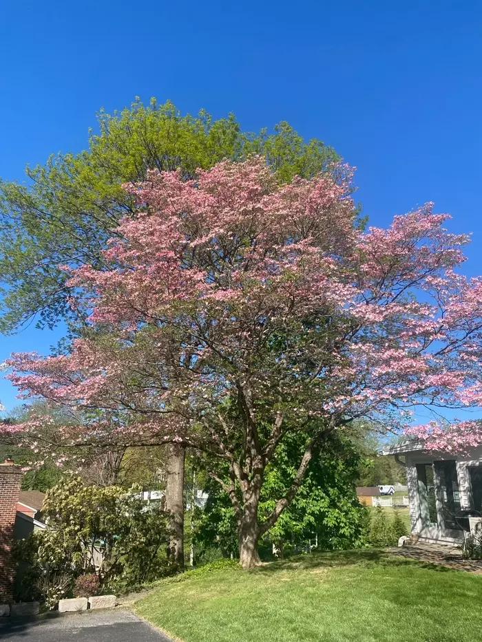 Treating Cottony Camellia Scale: Pro Tips and Best Practices
